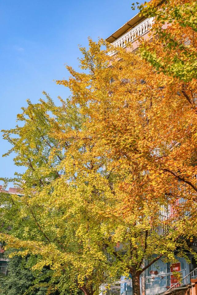 宜宾，含“金”量超高！