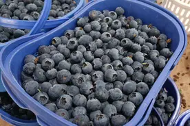 订单量暴涨500%！澄江蓝莓乘着“专线”走向全国图片