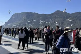 守护红嘴鸥，他们在行动图片