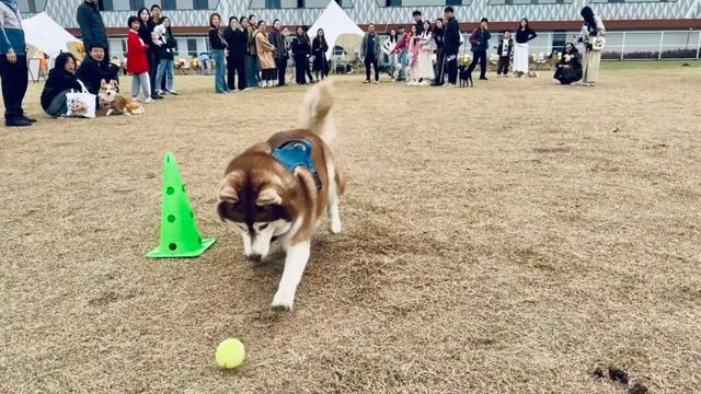 打卡太仓新地标！骑行、撸宠、看展……一站式搞定