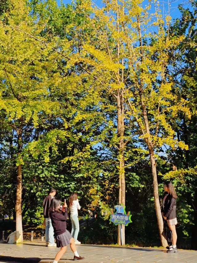 象山区的银杏也黄了，请收下这份限定的金色浪漫