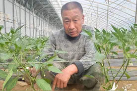 建设特色小镇，周营薄皮辣椒一年卖了3.5亿元图片