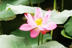 济南大明湖荷花绽放，惊艳了整个夏天！图片