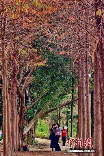 福州乌龙江湿地公园冬季美景引游人
