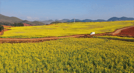 弥勒千亩油菜花海，太出片啦