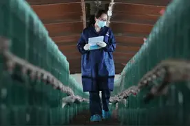 武汉名校女硕士毕业养鸭子！网红大牌抢着买图片