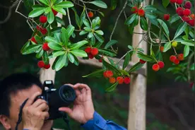 东魁杨梅的始祖地，不在仙居？图片