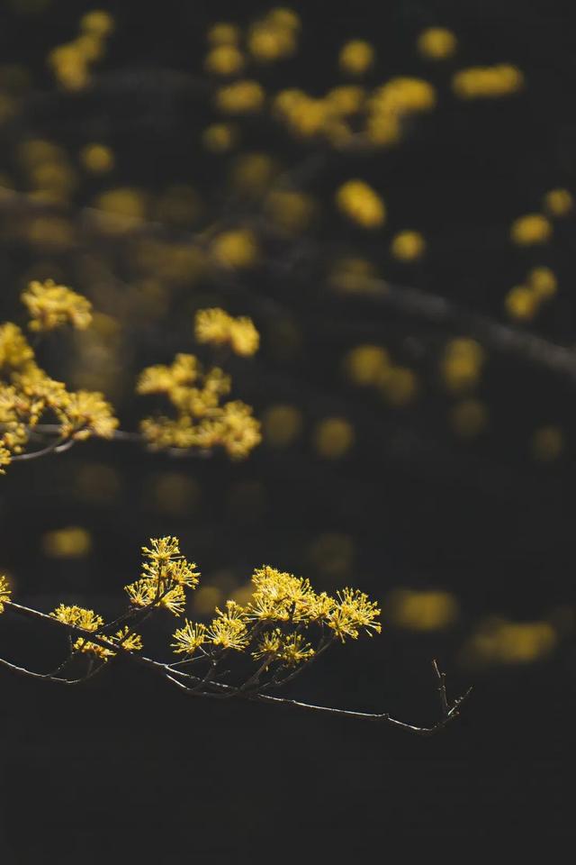 四时天工 扬州如画