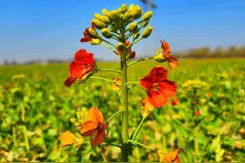 孝南：油菜花海任畅游图片