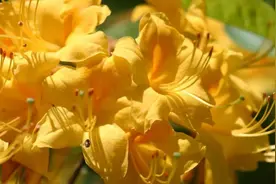 气质超然的落叶杜鹃，还得去植物园欣赏～图片