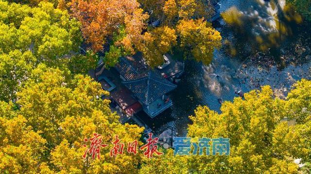 一年四季 泉在济南丨百年园林景如画：中山公园开启最美赏叶季