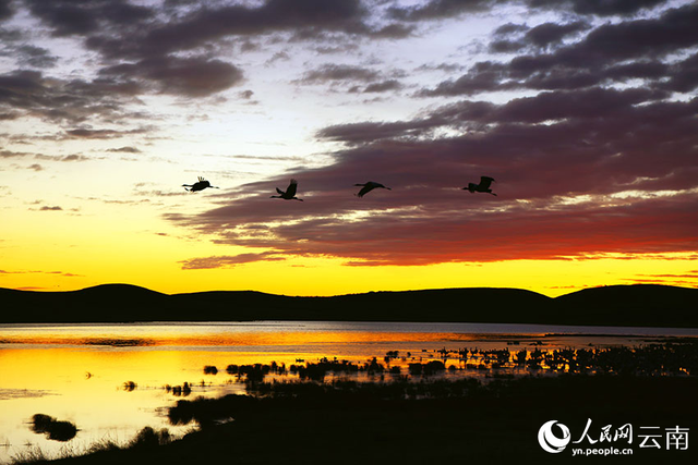 治愈系大片！鹤舞霞光里的诗行