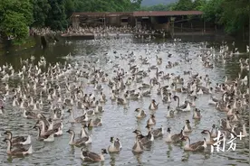 江城区马岗村奏响鹅产业致富“向天歌”图片