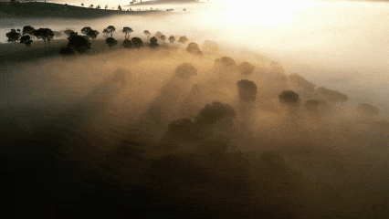 普洱竜竜坝茶园晨雾鎏金，美到心醉