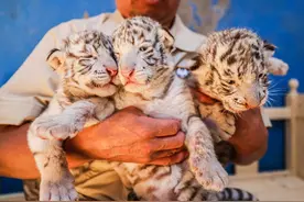 荣成一动物园喜添“萌虎”三胞胎图片