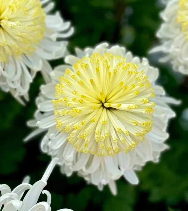 官宣！龙亭菊展延期！