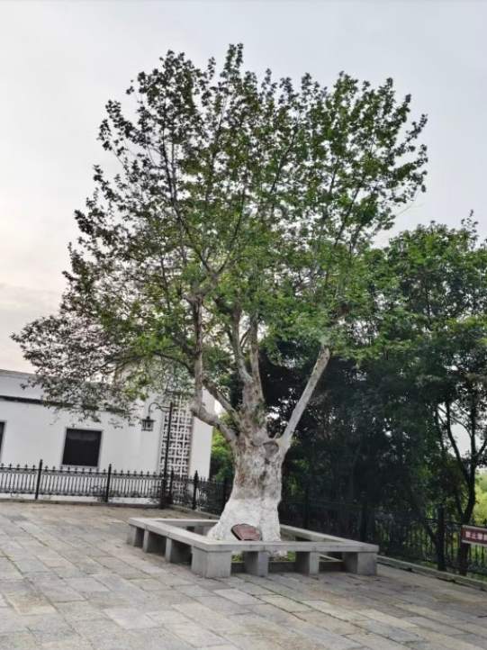 一路可赏多棵百岁古树，武汉推荐6条古树特色游线