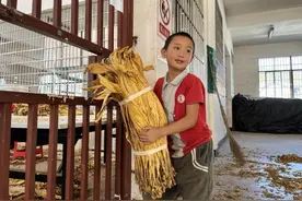 湖南桑植烟草：烟田“小人物” 释放“大能量”图片