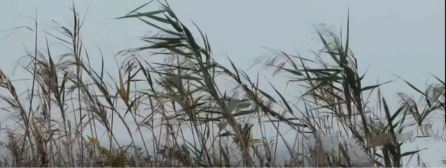 晚潮｜海风里的红美人