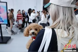 上海：萌宠模特海选走秀图片