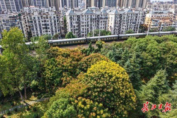 三色栾树挂枝头，三镇街头秋意浓