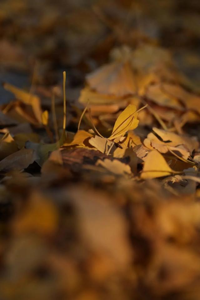 别错过，用Citywalk感受落叶的浪漫→