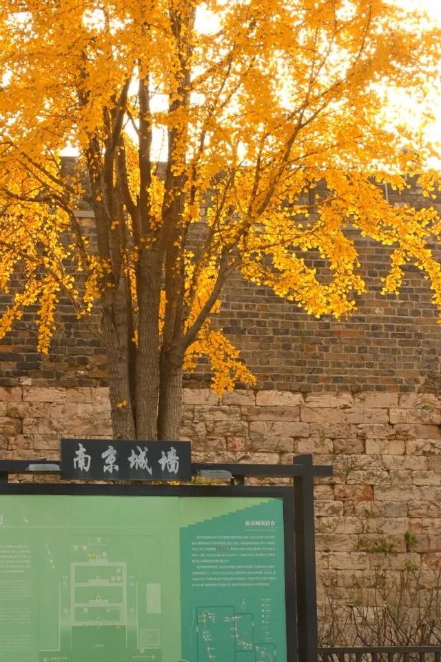 “西红柿炒蛋树”排队？快来秦淮开启“金黄时刻”！