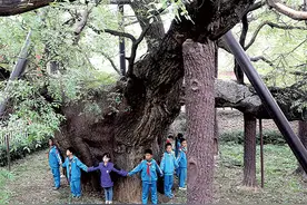 “胡王汉槐”2300年图片