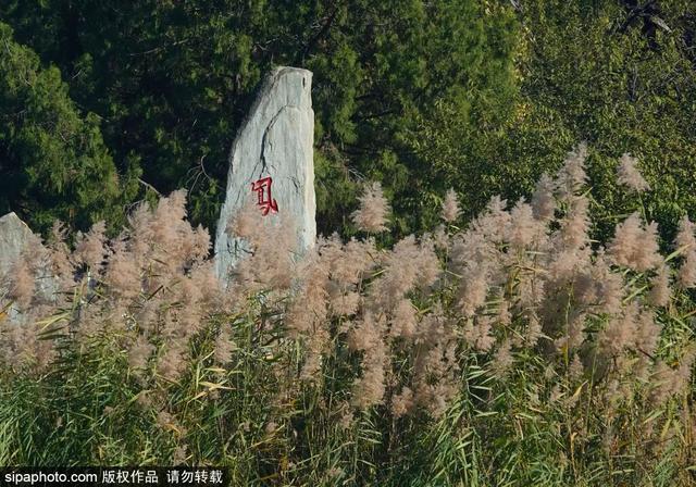 一眼心动！周末邂逅北京芦花漫舞，超有秋日feel~