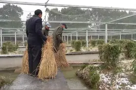 浙江长兴：寒潮来袭 500多条幼年扬子鳄首次经历越冬考验图片