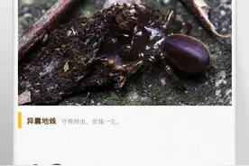 湖湘自然历丨新榜题名㊼最“宅”的蜘蛛莫非是它？图片
