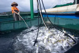 422项标准！珠海万山区打造金鲳鱼产业标准新标杆图片