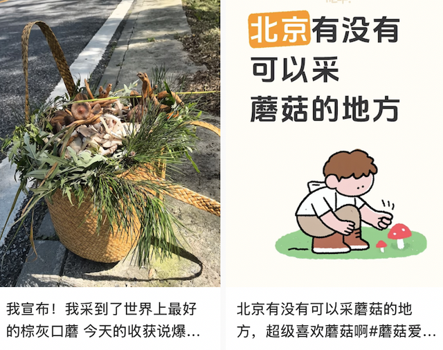 假期新点子，进山捡菌子
