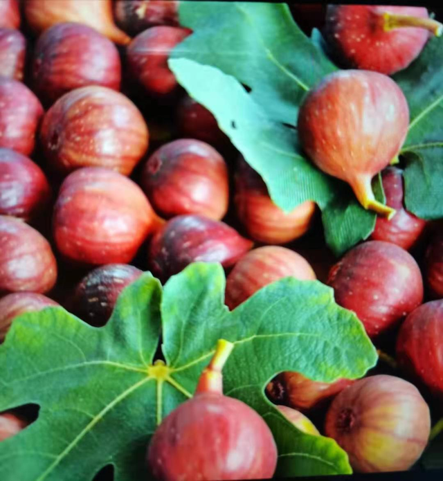 央视大片《珠江》里的花都⑤：山水滋养的田园至味