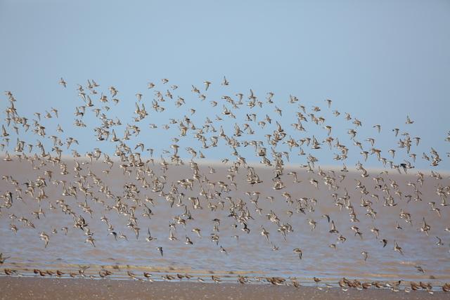 红叶飞、芦花摇，共赴一场和美丽山东的“大河之约”| 万里同心，共护黄河