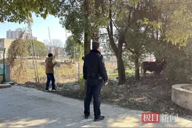 男子被受惊黄牛撞倒后报警，警民合力围堵将牛活捉归还失主图片