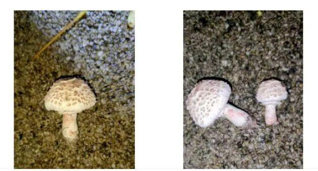 三亚3人中毒，国内首次发现！这种蘑菇千万不能吃！