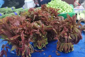 春分宜尝鲜嫩“春菜”，驴打滚等美食也别错过！图片