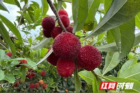 江永：六月杨梅满枝头 采摘尝鲜正当时图片