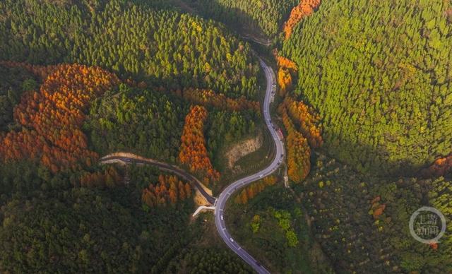 彩林进入黄金期，这条旅游公路美出圈！