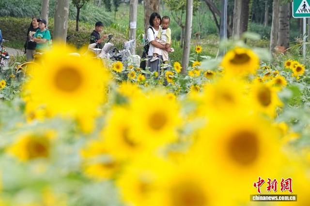 北京凉水河公园向日葵盛放引客来