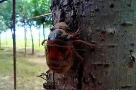 探访茌平金蝉养殖基地：“蝉”字经掘动林下金，亩产过万不愁销路图片