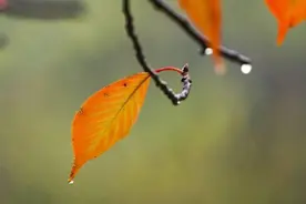 临窗对秋雨，滴滴奏琴声……图片