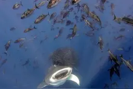 鲸鲨捕食图片“暴风吸入”获2024年BMC期刊图片大赛总冠军图片