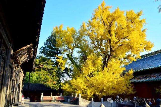 金色瀑布！北京这些千年古银杏正在最佳观赏期！