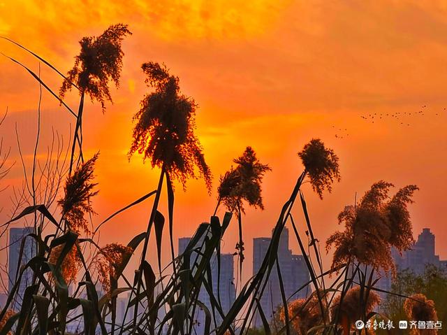 湿地片片芦花开，寒风阵阵景色美