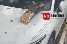 危险！女子刚下车挡风玻璃被树枝砸穿图片