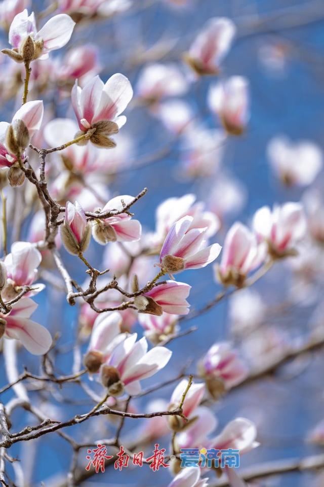 一年四季 泉在济南丨暖阳催花绽！泉城广场玉兰花悄然盛开，邂逅早春浪漫
