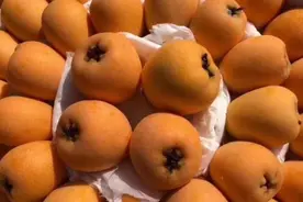 早熟枇杷上市，商超卖到40元一斤！探访四川产区：已上市一个多月，受气候影响减产图片