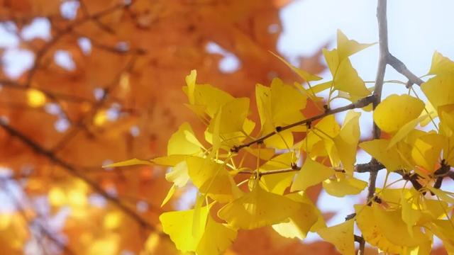 银杏鎏金映红枫 半城诗意半城冬